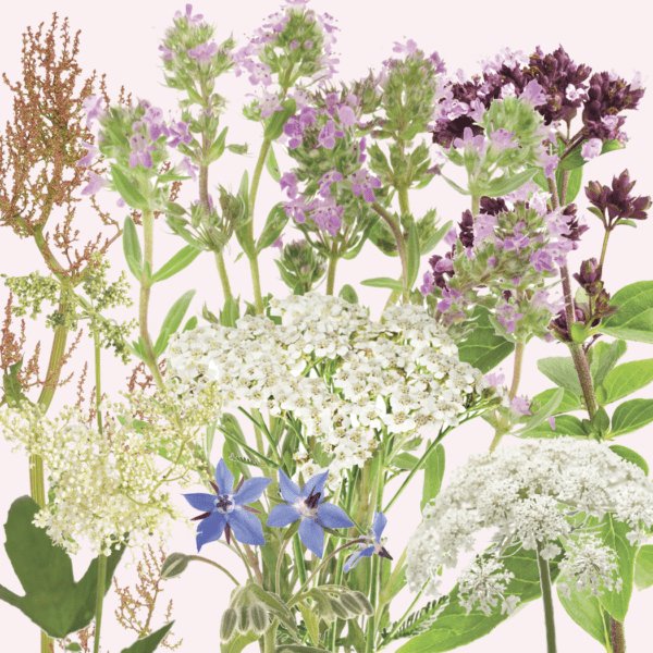 Seedbom Foragebom - SSBOM - FO - Uneeka