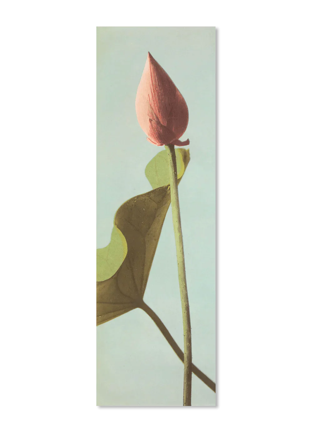 Single Lotus Flower Bud Framed Print - 35x112 9004 - Uneeka