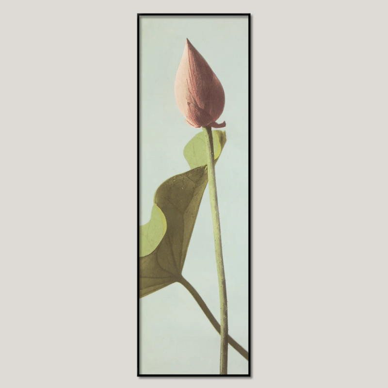 Single Lotus Flower Bud Framed Print* - BFP 35x112 9004 - Uneeka