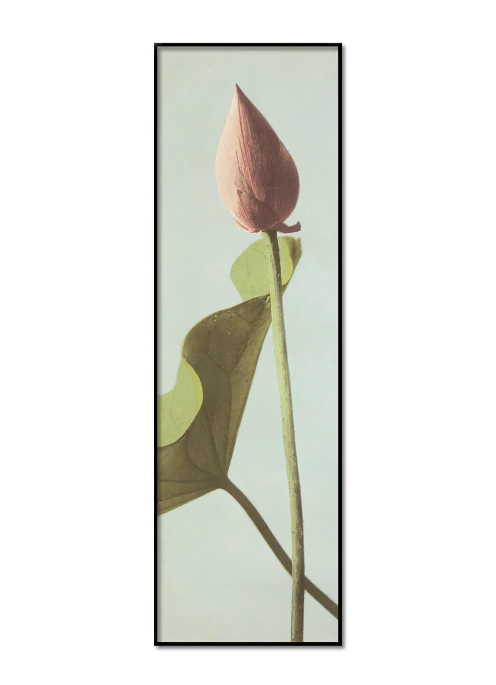 Single Lotus Flower Bud Framed Print - BFP 35x112 9004 - Uneeka