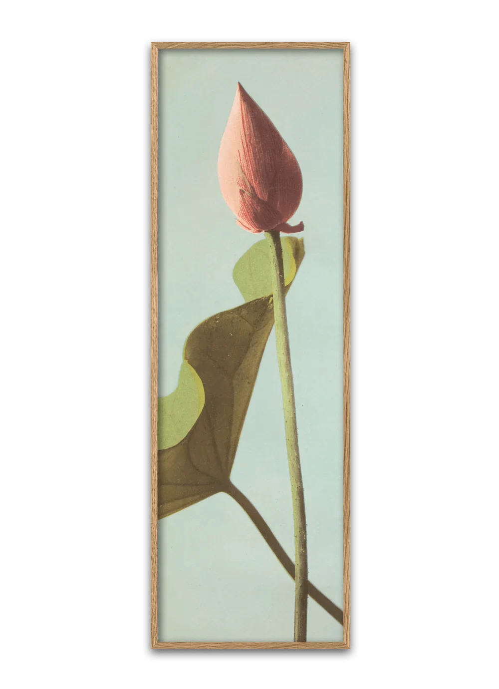 Single Lotus Flower Bud Framed Print - OFP 35x112 9004 - Uneeka