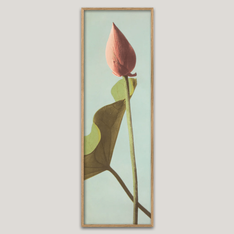 Single Lotus Flower Bud Framed Print* - OFP 35x112 9004 - Uneeka