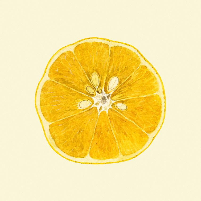 Sliced Open Lemon Framed Print - 61x61 5819 - Uneeka