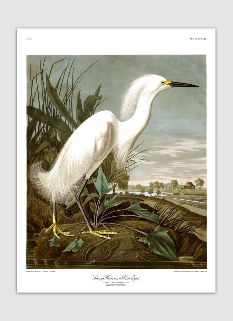 Snowy Heron Framed Art Print - 50x70 6522 - Uneeka