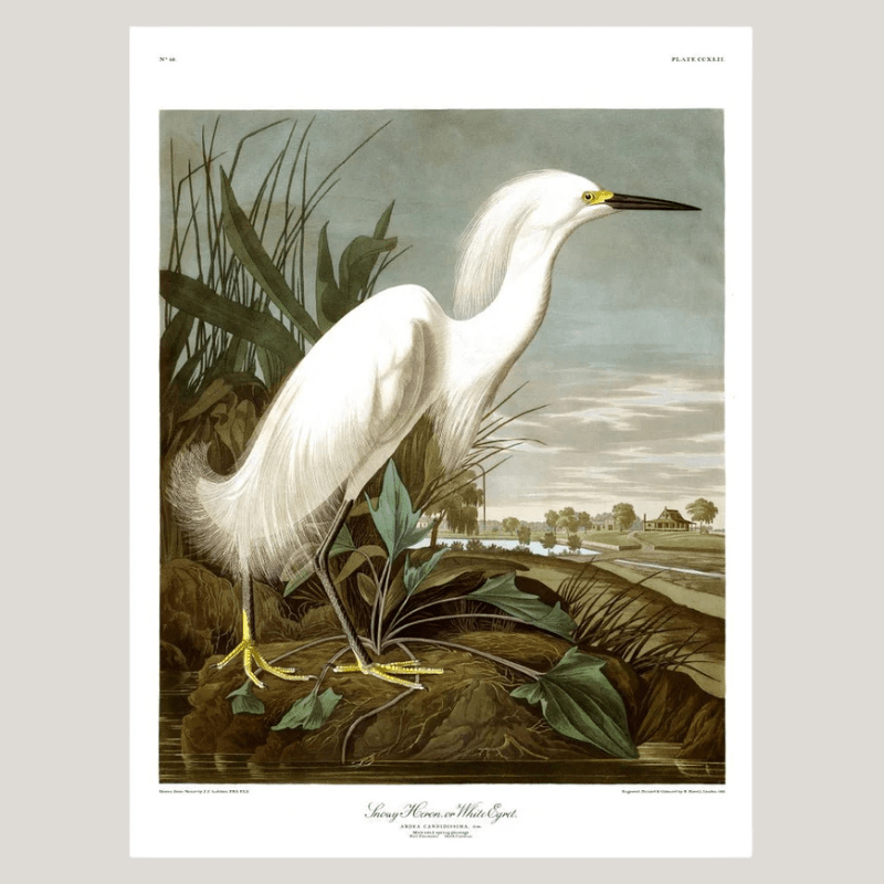 Snowy Heron Framed Art Print - 50x70 6522 - Uneeka