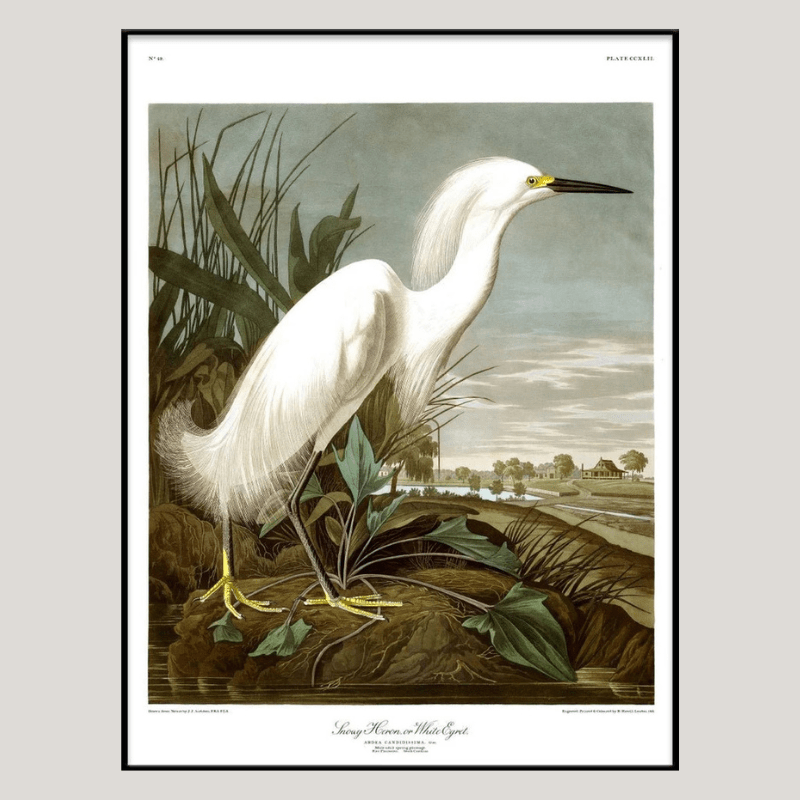 Snowy Heron Framed Art Print - BFG 50x70 6522 - Uneeka