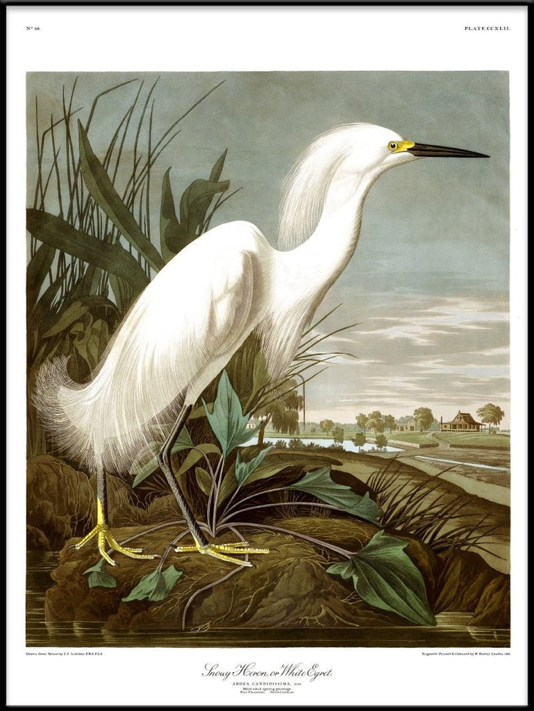 Snowy Heron Framed Art Print - BFG 50x70 6522 - Uneeka