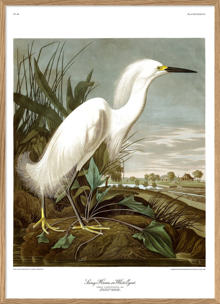 Snowy Heron Framed Art Print - OFG 50x70 6522 - Uneeka