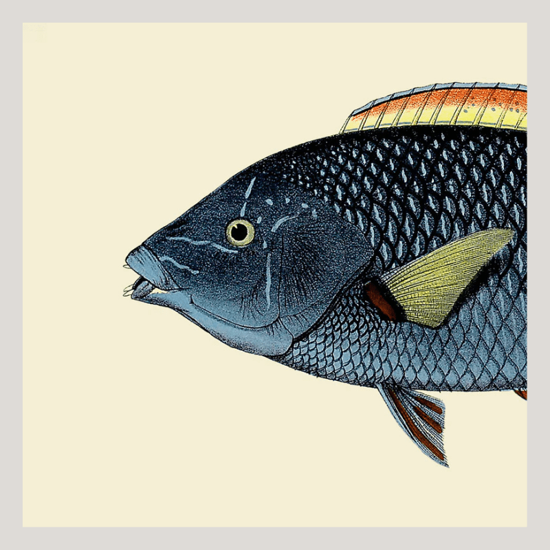 Spotted Wrasse Fish Head Framed Art Print - 30x30 5613 - Uneeka