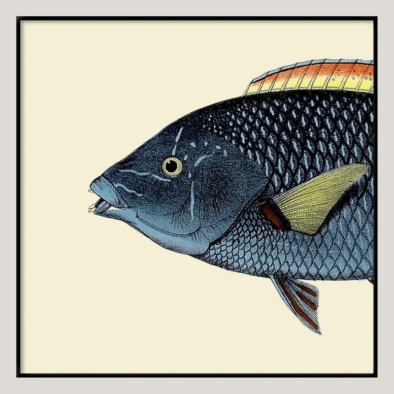 Spotted Wrasse Fish Head Framed Art Print - BFG 30x30 5613 - Uneeka
