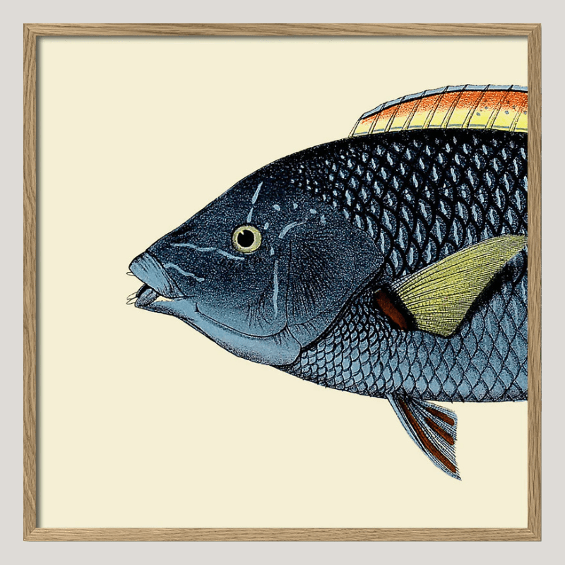 Spotted Wrasse Fish Head Framed Art Print - OFG 30x30 5613 - Uneeka
