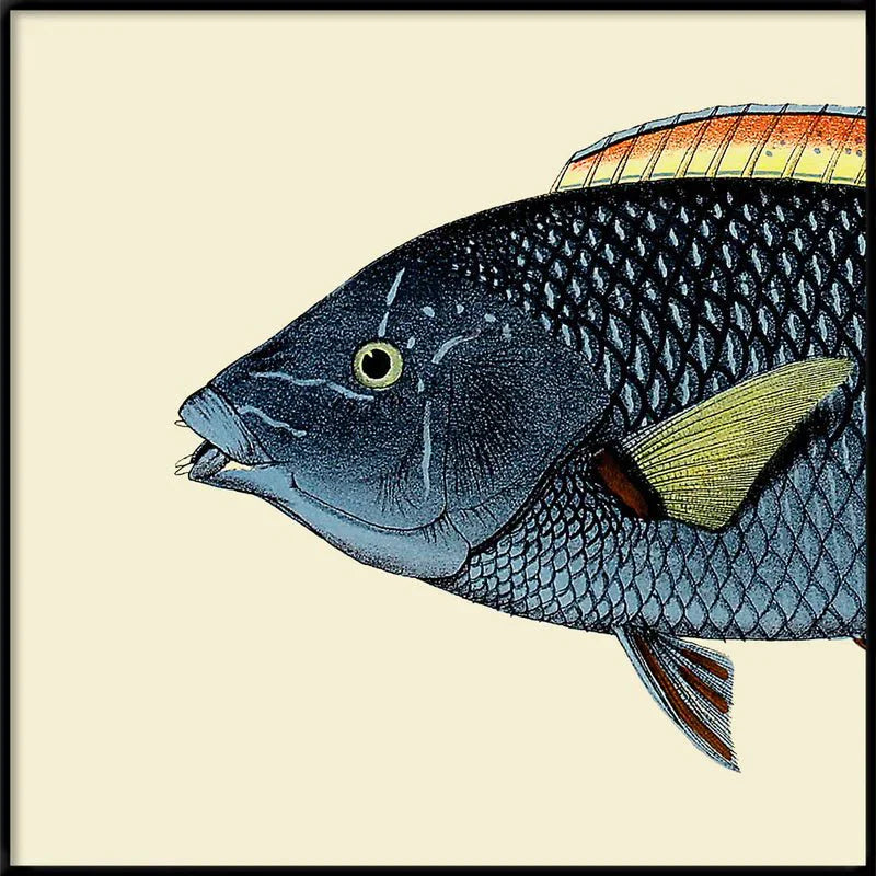 Spotted Wrasse Fish Head Framed Print - BFG 30x30 5613 - Uneeka