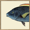 Spotted Wrasse Fish Head Framed Print - OFG 30x30 5613 - Uneeka