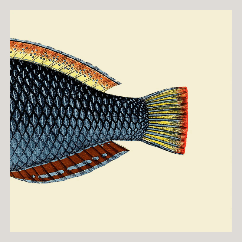 Spotted Wrasse Fish Tail Framed Art Print - OFG 30x30 5614 - Uneeka