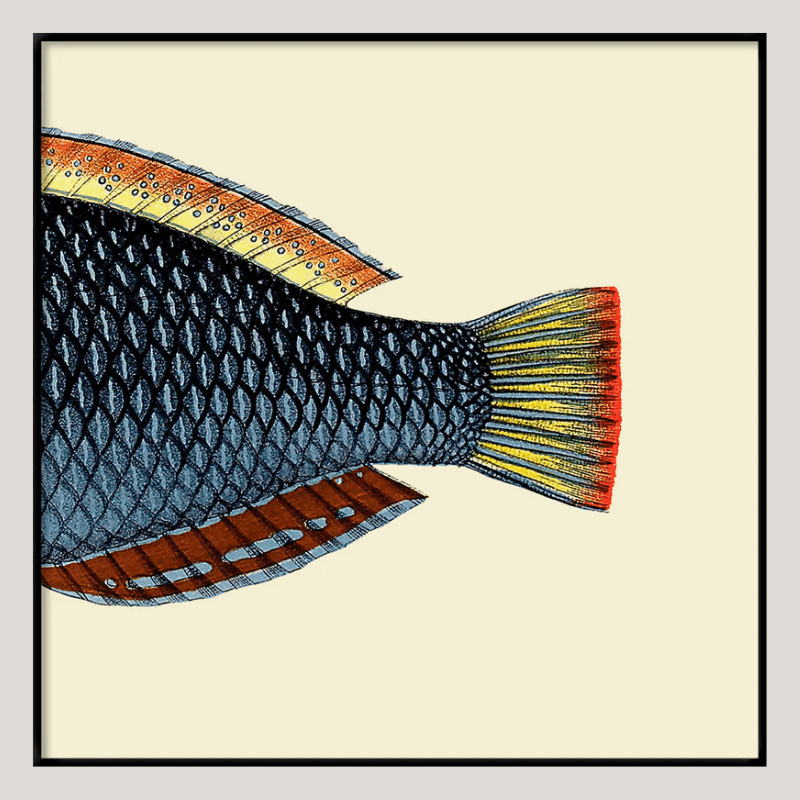Spotted Wrasse Fish Tail Framed Art Print - OFG 30x30 5614 - Uneeka