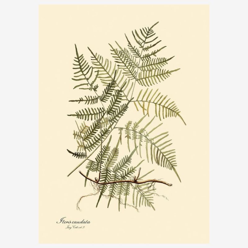 Steris Caudata Fern Framed Art Print - 50x70 3101 - Uneeka