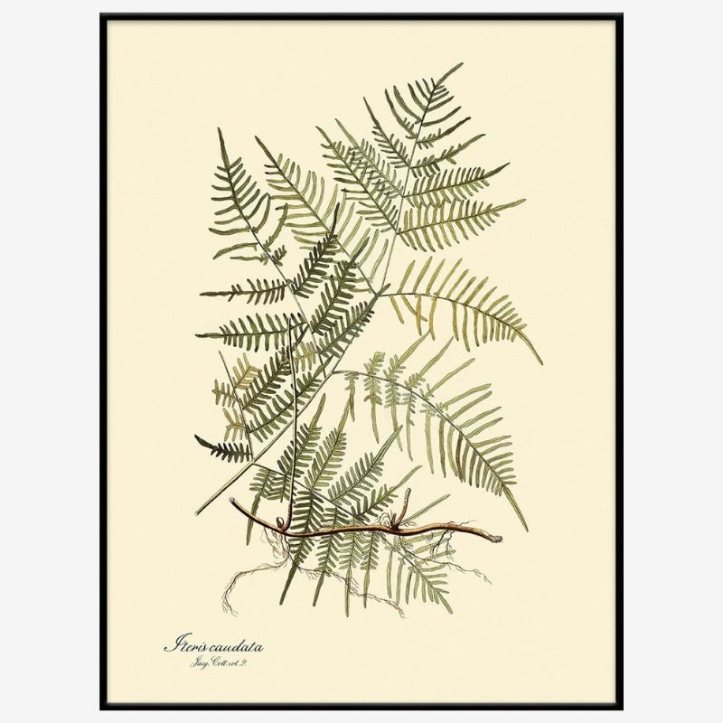 Steris Caudata Fern Framed Art Print - BFG 50x70 3101 - Uneeka