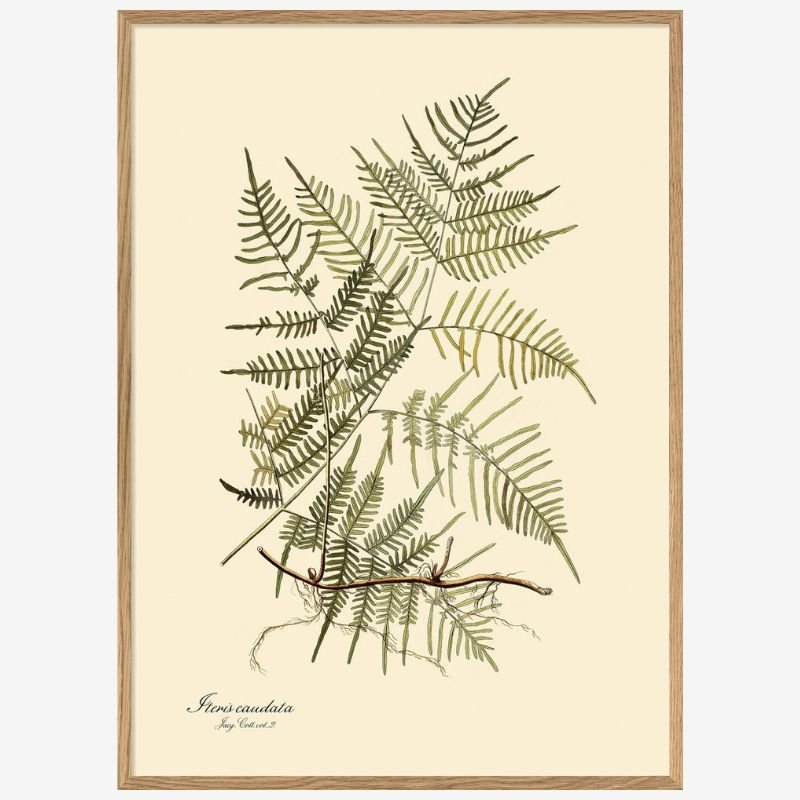 Steris Caudata Fern Framed Art Print - OFG 50x70 3101 - Uneeka