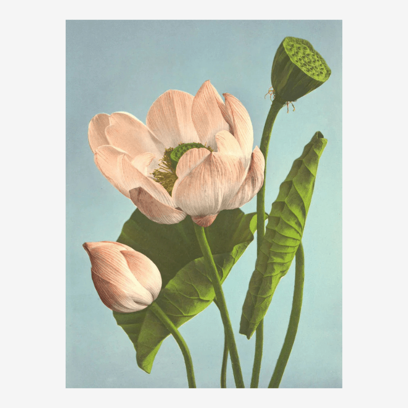 Triple Lotus Framed Art Print - 50x70 9007 - Uneeka