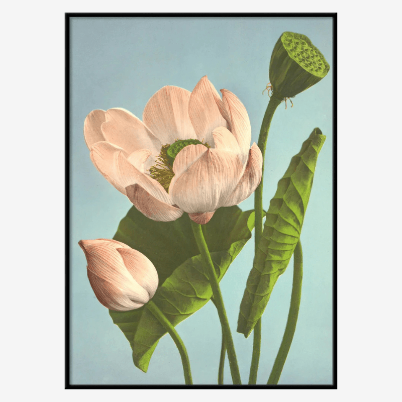 Triple Lotus Framed Art Print - BFG 50x70 9007 - Uneeka