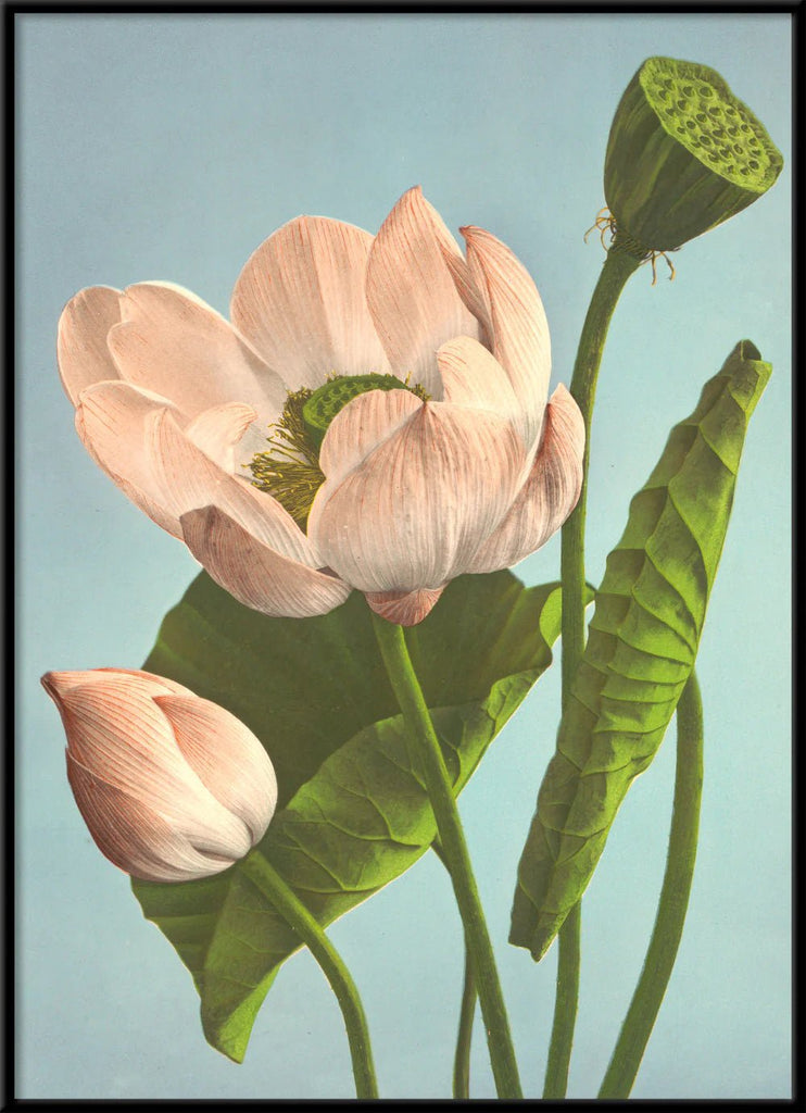 Triple Lotus Framed Art Print - BFG 50x70 9007 - Uneeka