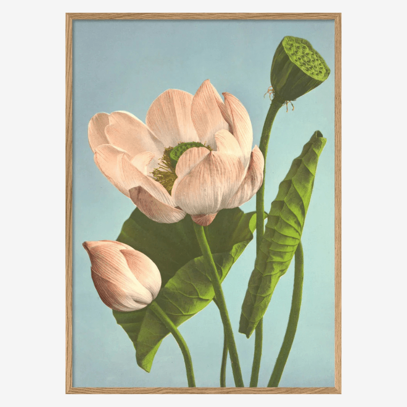 Triple Lotus Framed Art Print - OFG 50x70 9007 - Uneeka