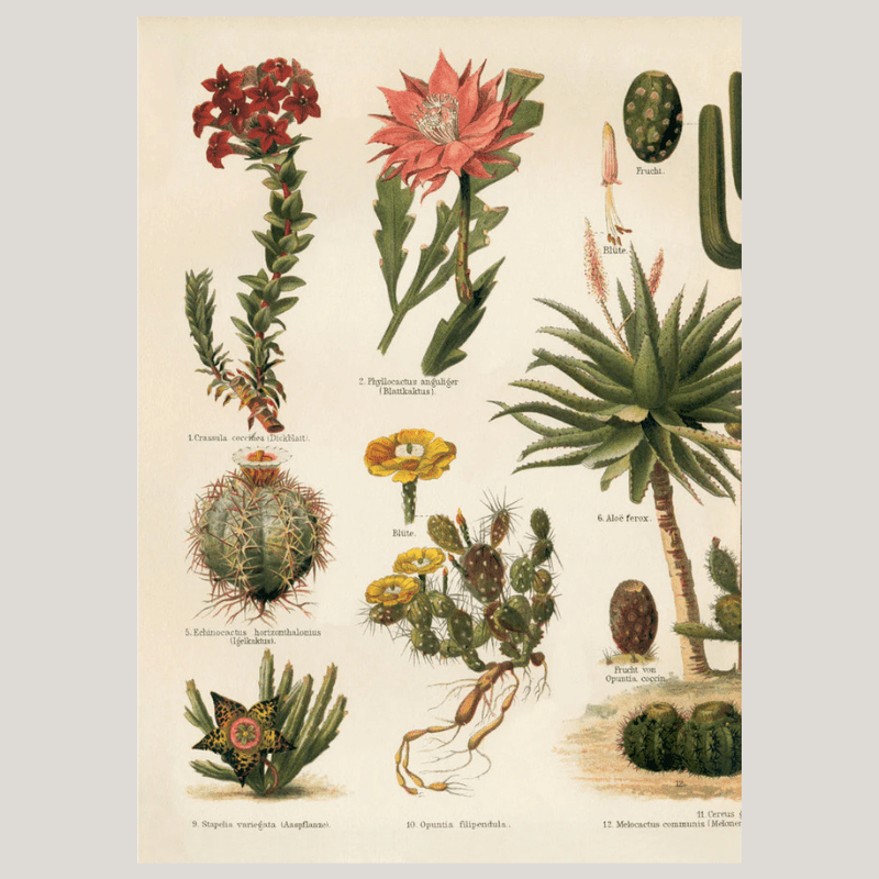 Variety of Cacti Framed Art Print (LEFT) - 30x40 2927L - Uneeka