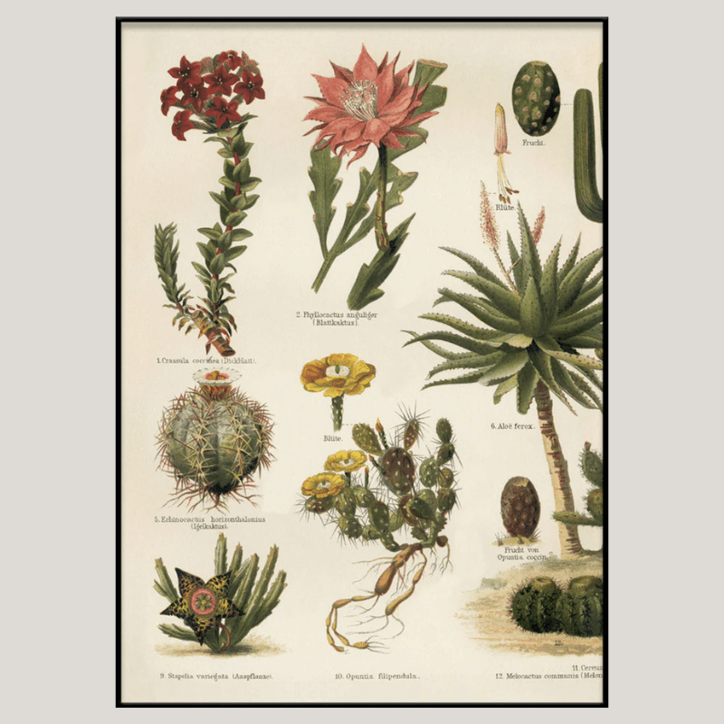 Variety of Cacti Framed Art Print (LEFT) - BFG 30x40 2927L - Uneeka