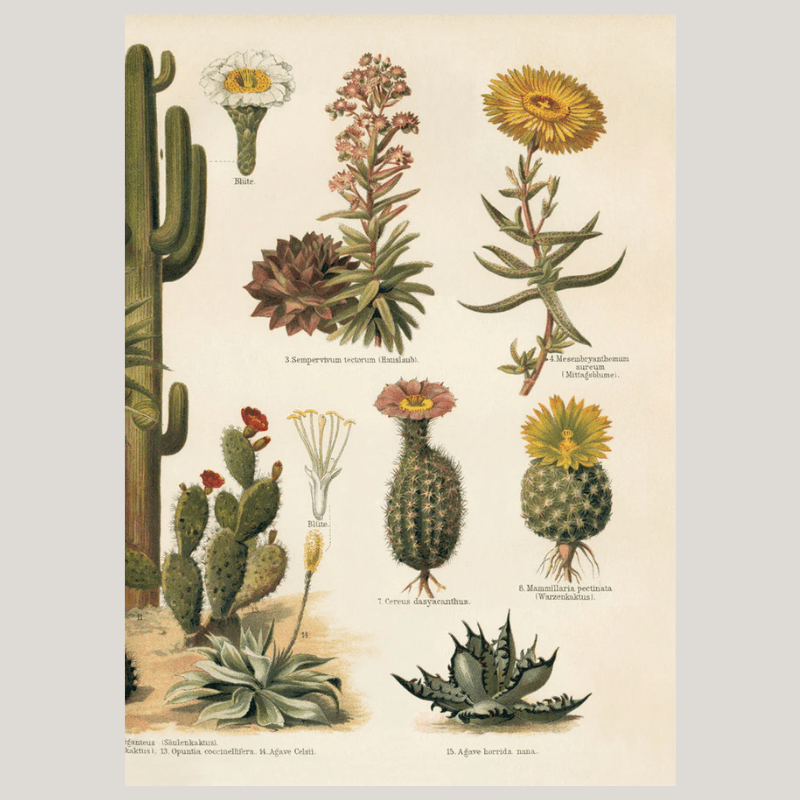 Variety of Cacti Framed Art Print (RIGHT) - 30x40 2927R - Uneeka