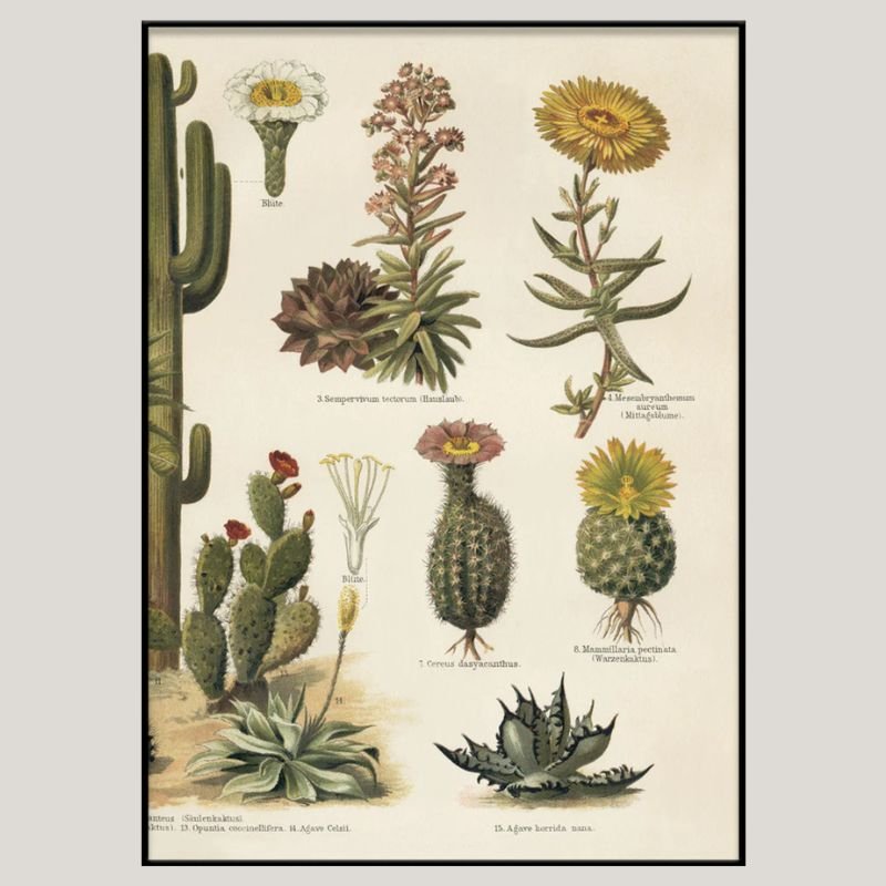 Variety of Cacti Framed Art Print (RIGHT) - BFG 30x40 2927R - Uneeka