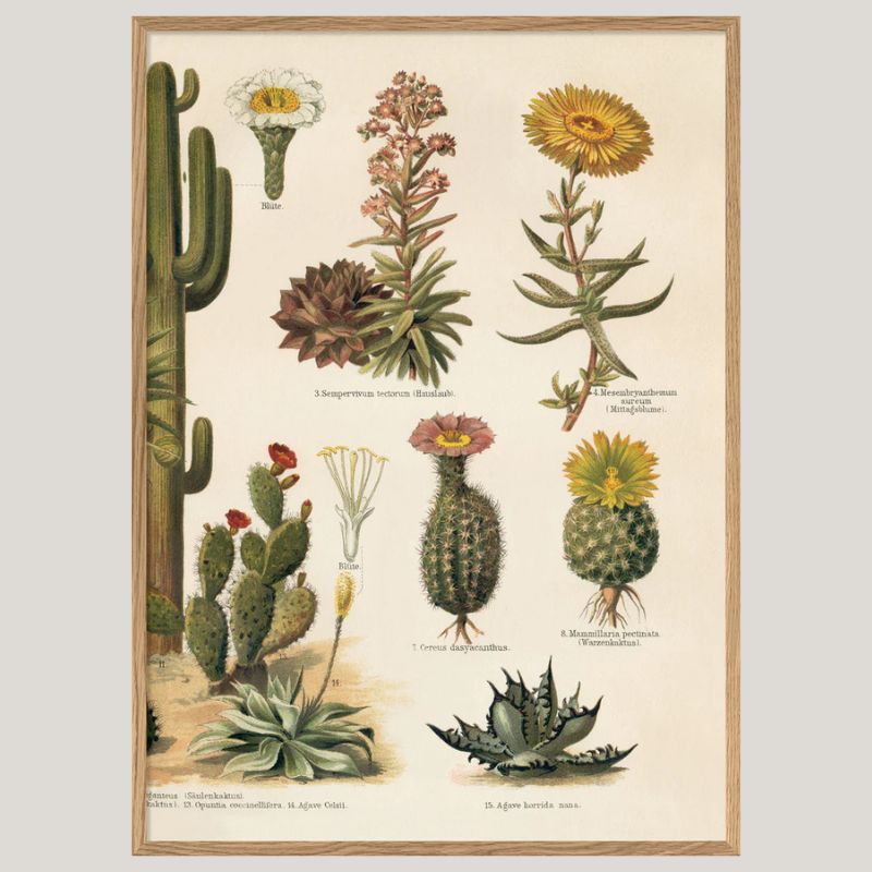 Variety of Cacti Framed Art Print (RIGHT) - OFG 30x40 2927R - Uneeka
