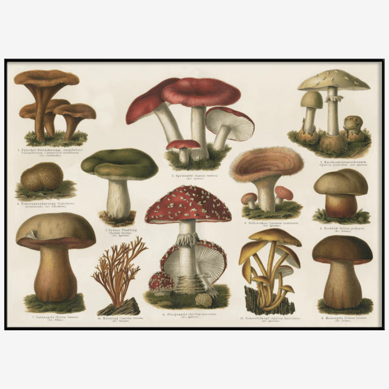 Variety of Mushrooms Fungi Framed Art Print - BFG 50x70 2928H - Uneeka