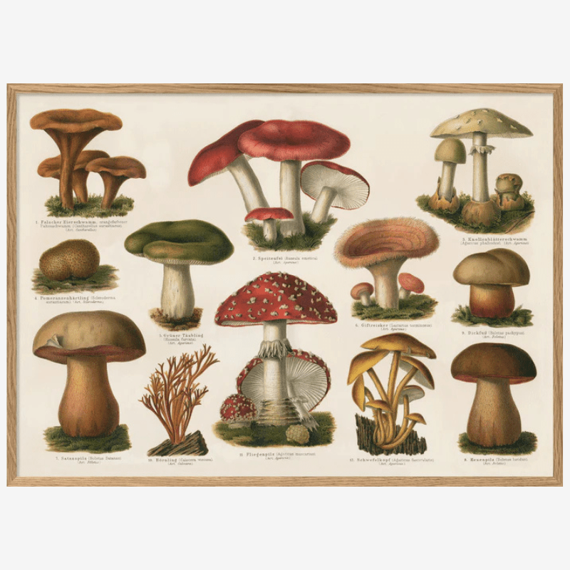 Variety of Mushrooms Fungi Framed Art Print - OFG 50x70 2928H - Uneeka