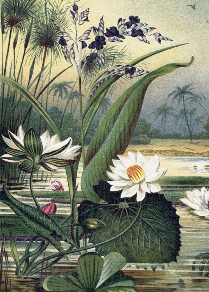 Water Plants Framed Art Print - 50x70 2924L - Uneeka