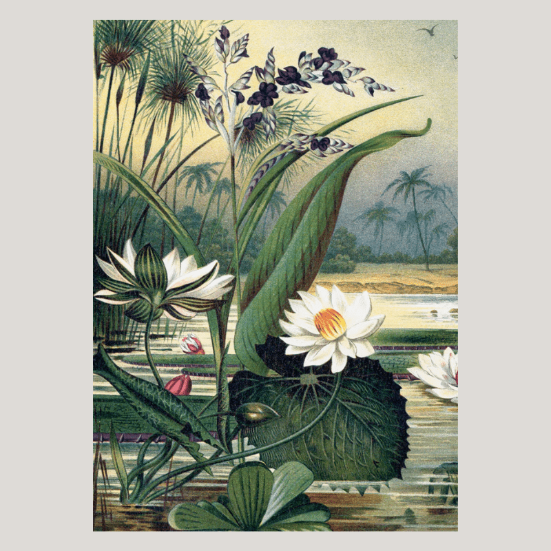 Water Plants Framed Art Print - 50x70 2924L - Uneeka