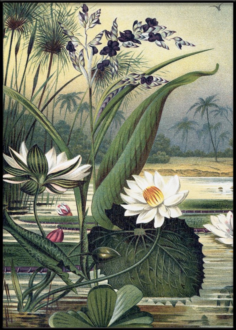 Water Plants Framed Art Print - BFG 50x70 2924L - Uneeka