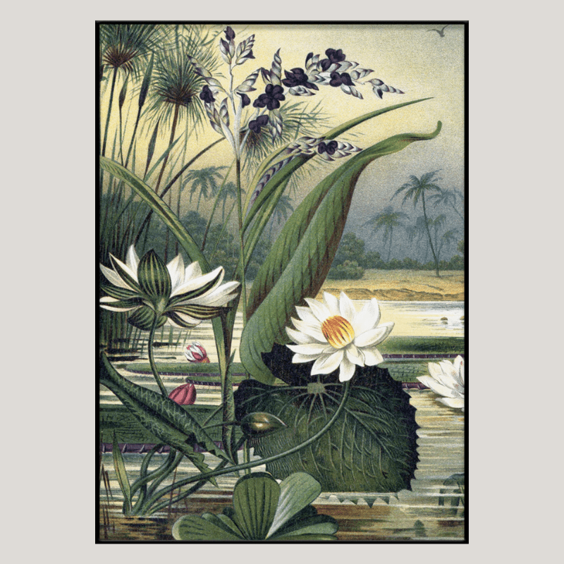 Water Plants Framed Art Print - BFG 50x70 2924L - Uneeka