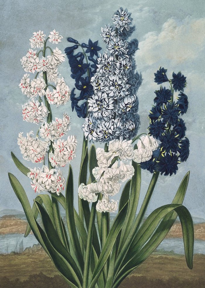 White And Blue Hyacinths Art Print - 50x70 9609 - Uneeka