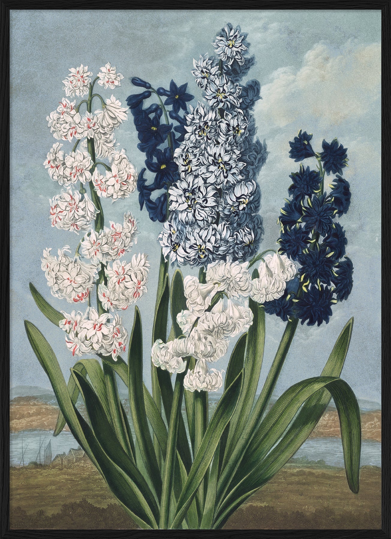 White And Blue Hyacinths Art Print - BFG 50x70 9609 - Uneeka