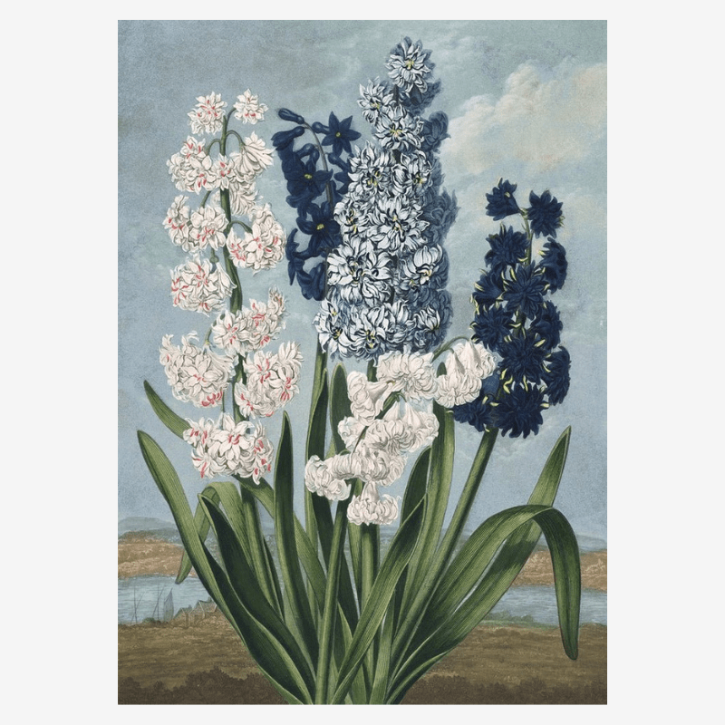White And Blue Hyacinths Framed Art Print - 50x70 9609 - Uneeka