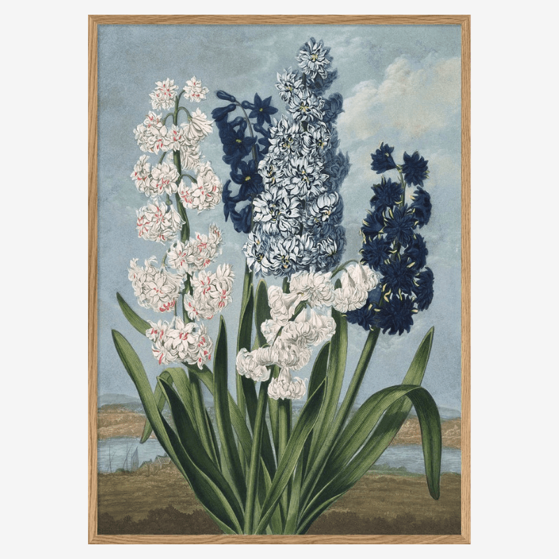 White And Blue Hyacinths Framed Art Print - OFG 50x70 9609 - Uneeka