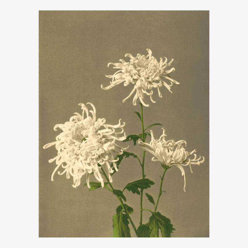 White Chrysanthemum Framed Art Print - 50x70 9000 - Uneeka