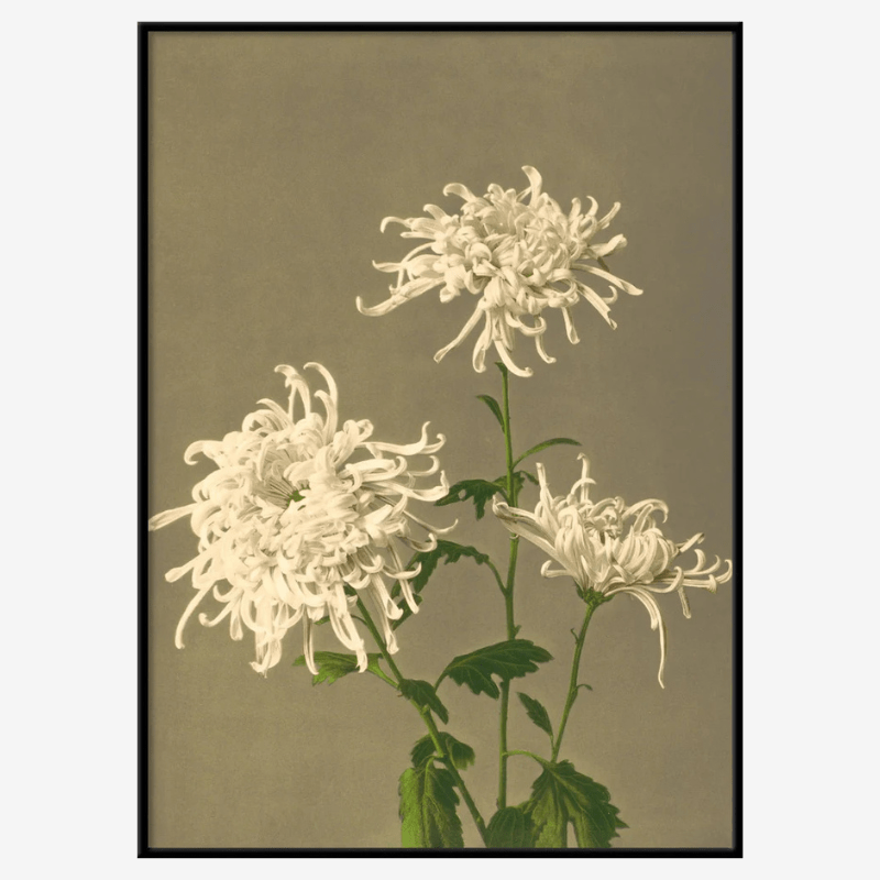 White Chrysanthemum Framed Art Print - BFG 50x70 9000 - Uneeka