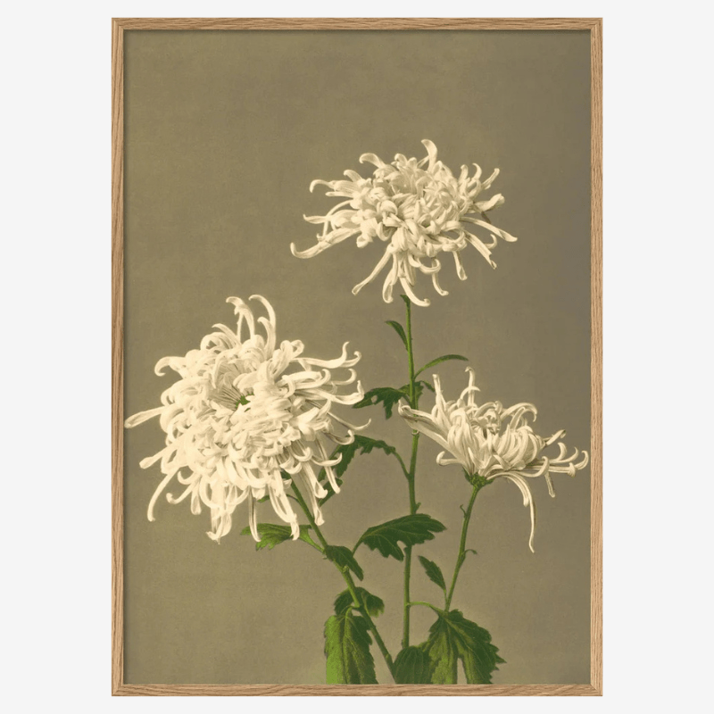White Chrysanthemum Framed Art Print - OFG 50x70 9000 - Uneeka
