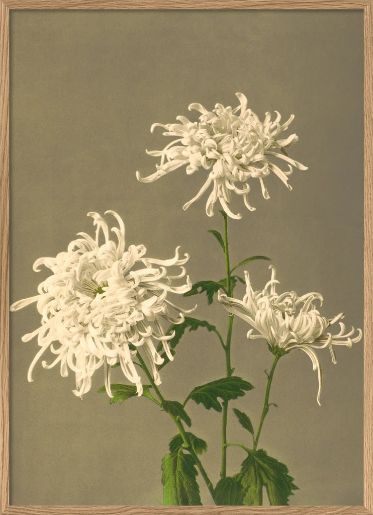 White Chrysanthemum Framed Art Print - OFG 50x70 9000 - Uneeka