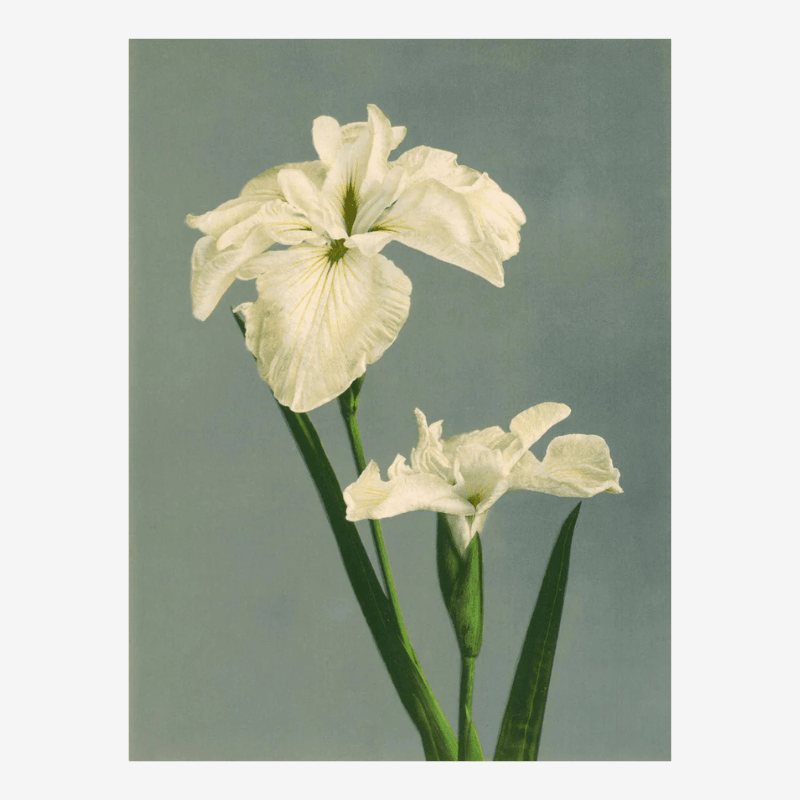 White Iris Laevigata Framed Art Print - 50x70 9001 - Uneeka