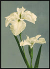 White Iris Laevigata Framed Art Print - BFG 50x70 9001 - Uneeka