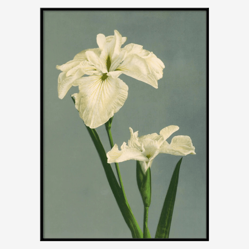White Iris Laevigata Framed Art Print - BFG 50x70 9001 - Uneeka