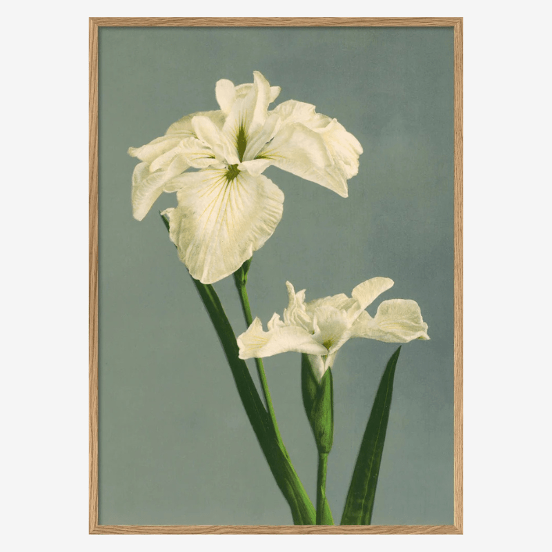 White Iris Laevigata Framed Art Print - OFG 50x70 9001 - Uneeka
