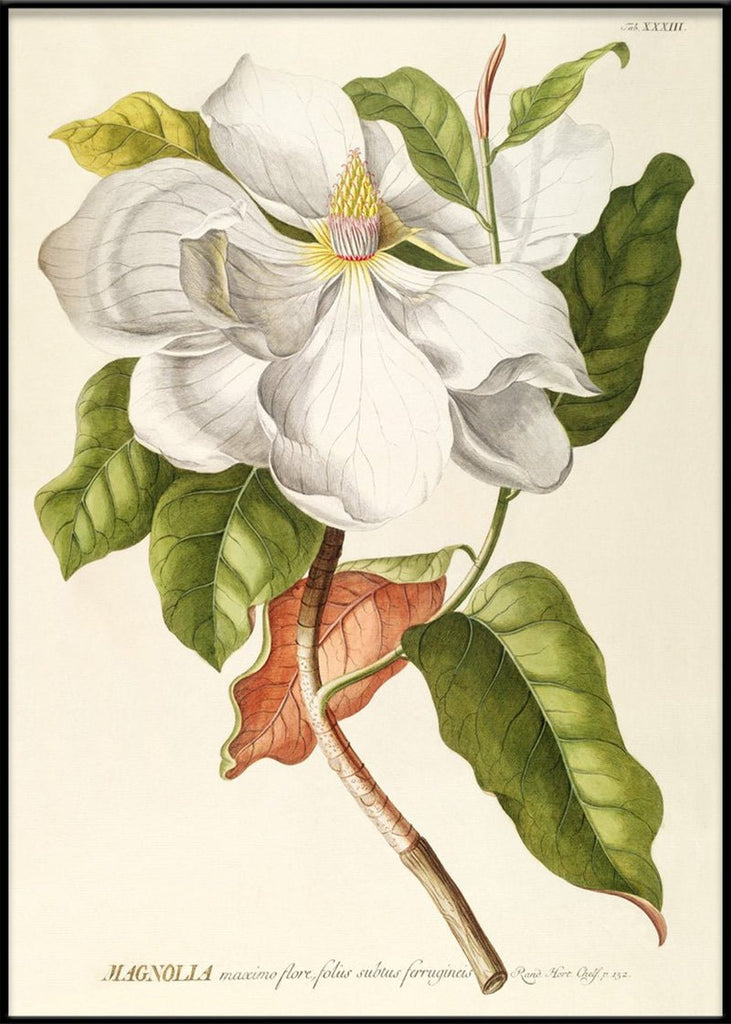 White Magnolia Art Print - BFG 50x70 3713 - Uneeka